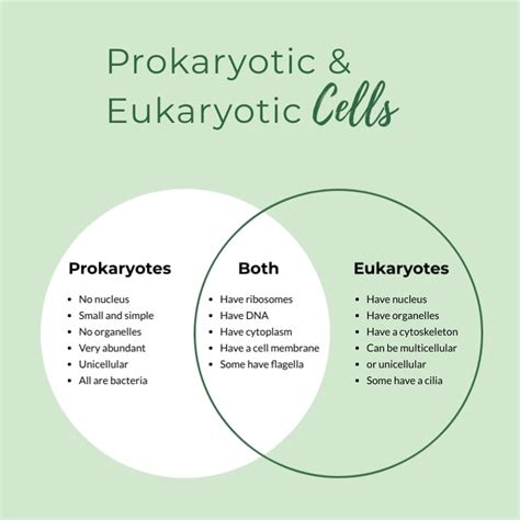 Cell Structure Prokaryotes And Eukaryotes Worksheet