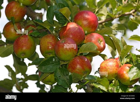 Apple on the apple tree, apple variety red ice apple (Malus domestica ...