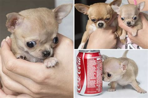Meet Toudi the world's tiniest chihuahua who is smaller than a can of coke - Mirror Online