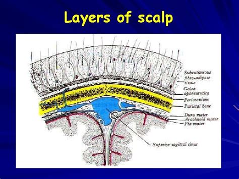 SCALP Definition Soft tissue covering the cranial vault