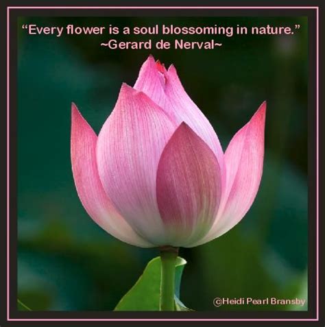 "Every flower is a soul blossoming in nature." ~Gerard de Nerval Quote by Heidi Pearl Bransby ...