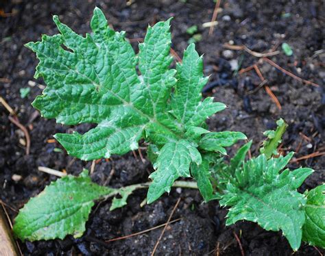 Artichoke Seedling | A Growing Tradition Blog | Flickr