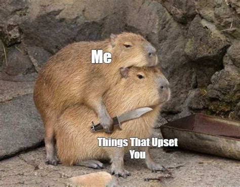 Capybara Meme - A Collection of Funny and Mind-Boggling Memes