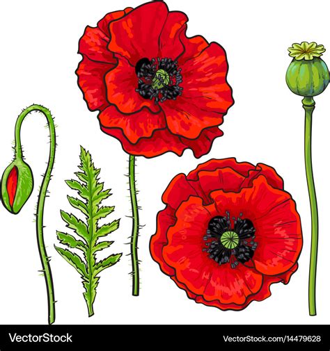 Hand drawn set of red poppy flower bud pod leaf Vector Image