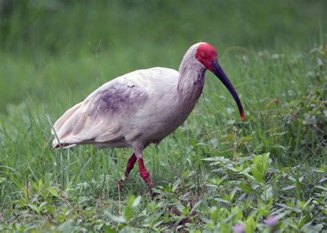 New problems for crested ibis - China.org.cn