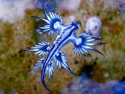 6 Fascinating Facts About Blue Dragons