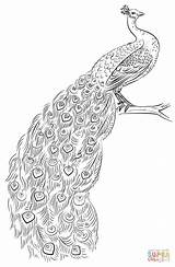 Peacock coloring page  Free Printable Coloring Pages sketch template