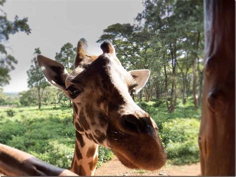 Kissing and feeding Giraffes at the Giraffe Centre in Nairobi, Kenya