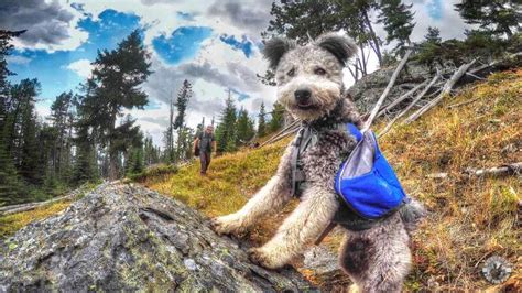 35 Best Dog-Friendly Hiking Trails in Colorado Springs