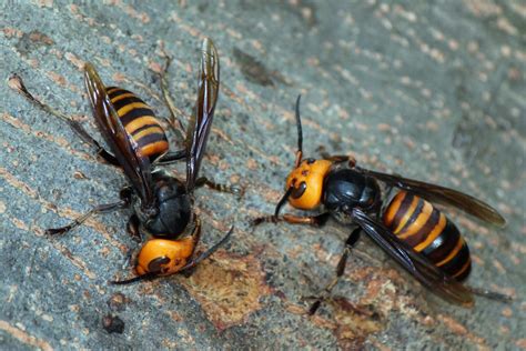 5 Questions Answered: What Are “Murder Hornets” and Are They Really ...