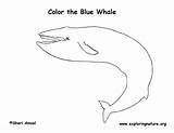 Whale Blue Coloring Page sketch template