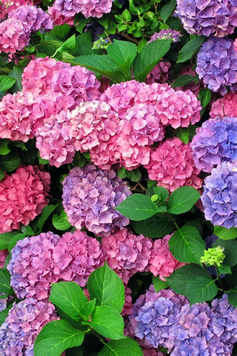 Hydrangea Care and Growing Tips – Sunny Home Creations