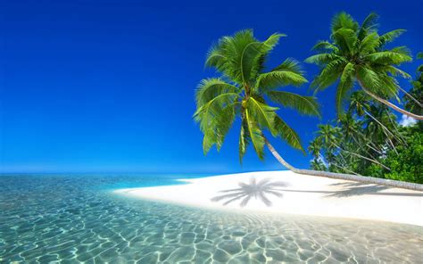 Chromebook Meme Wallpaper ~ Tropical 4k Ultra Hd Wallpaper | Carisca ...