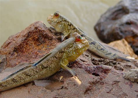 Atlantic Mudskipper | Animal Database | Fandom