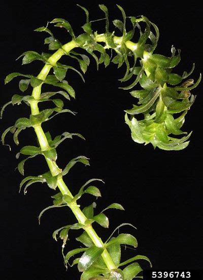 Hydrilla – Profile and Resources | Invasive Species Centre