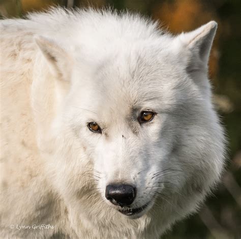 Arctic Wolf at UK Wolf Conservation Trust D75_0522.jpg | Flickr