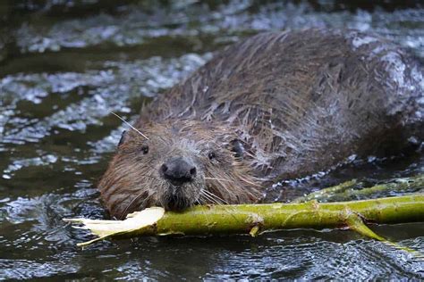 How Many Teeth Does a Beaver Have? - Wildlife Informer