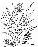 Printable Pineapple Coloring Pages For Kids sketch template
