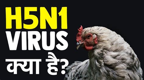 Bird Flu Virus (H5N1 Virus): Know all details about what is Bird Flu ...