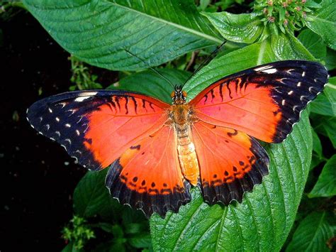 7 of the Most Colorful Butterfly Species | Fun Animals Wiki, Videos, Pictures, Stories