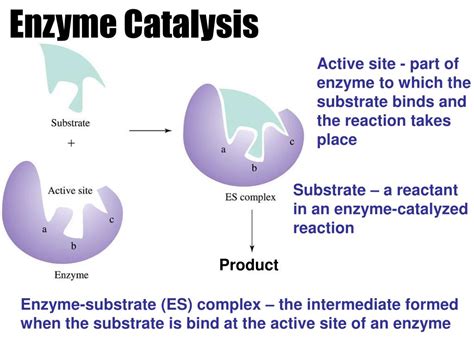 PPT - ENZYME- BIOLOGICAL CATALYST PowerPoint Presentation, free download - ID:3680619