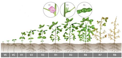 Soybean Growth Stages