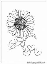 Sunflower Template Preschool Coloring Page sketch template