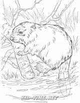 Kids Coloring Pages Beaver sketch template
