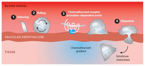 the Zabel Laboratory » Overview of Chemoattractants and Receptors