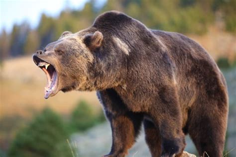 20 Grizzly Bear Facts - Fact Animal