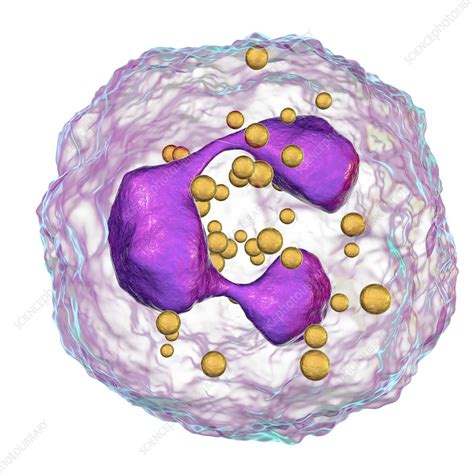 Neutrophil white blood cells, illustration - Stock Image - F022/4405 - Science Photo Library