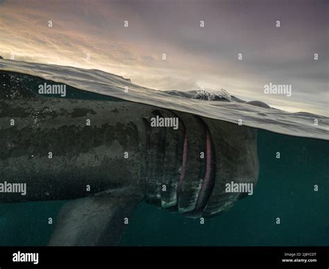 Basking shark migration hi-res stock photography and images - Alamy