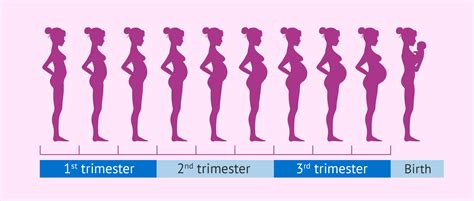 Pregnant Belly Stages By Week