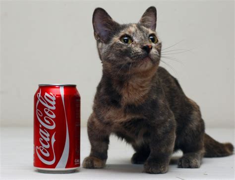 Pixel, the 'world's smallest cat ever' will melt your heart | Cats, Small cat, Munchkin cat