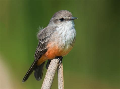 Vermilion Flycatcher | Celebrate Urban Birds