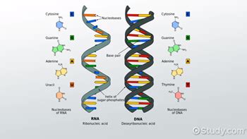 Phosphodiester Bond in DNA & RNA | Linkage, Formation & Function - Lesson | Study.com