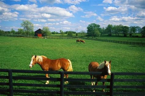 The Horse Farms... | Horse love, Kentucky, Horse farms