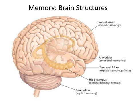 PPT - Memory Chapter 7 PowerPoint Presentation, free download - ID:1879752