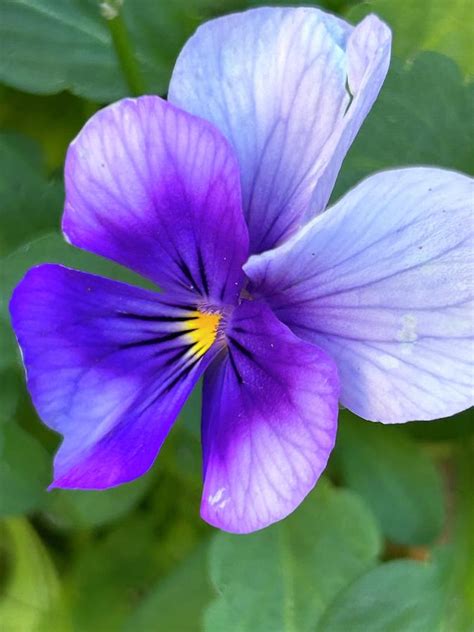 Purple Pansy Photograph by Tanya Murphy - Fine Art America