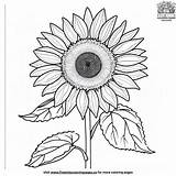 Pretty Sunflower Coloring Pages sketch template