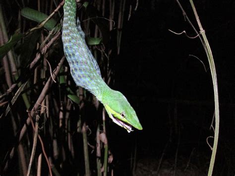 Laguna de Apoyo, Nicaragua: Nicaragua Wildlife