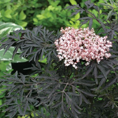 Sambucus nigra f. porphyrophylla Black Lace® | White Flower Farm