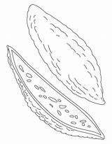 Bitter Melon Drawing sketch template