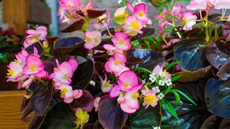 How To Overwinter Begonias Indoors