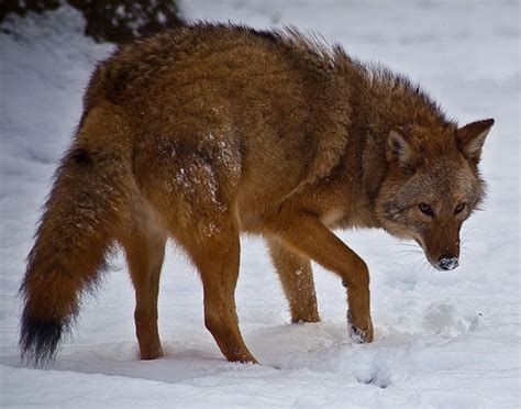 Hybrid species evolving before our eyes | North Fork Preservation ...