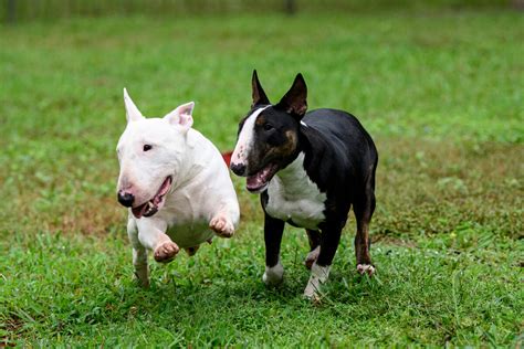 5 Bull Terrier Colors You Need To Know About