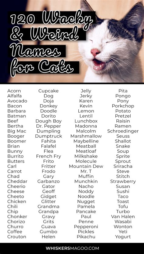 120 Wacky and Weird Names for Cats - Whiskers Magoo