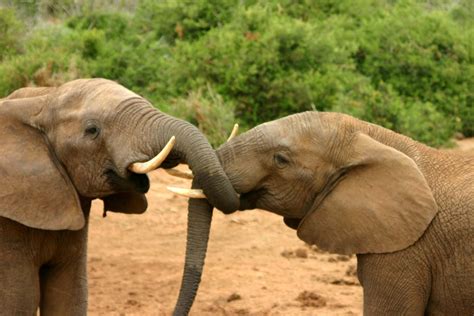 File:Elephants mating ritual 2.jpg - Wikipedia