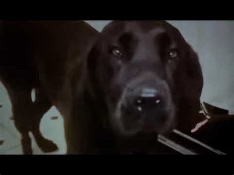 Shelby The Dog From Talking Kitty Cat Has Passed Away - YouTube