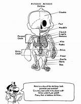 Skull Anatomy Coloring Pages sketch template